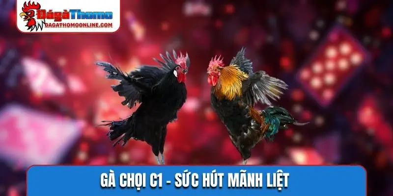 Gà chọi C1