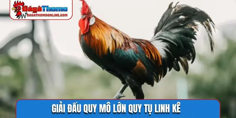 Giải đấu quy mô lớn quy tụ linh kê