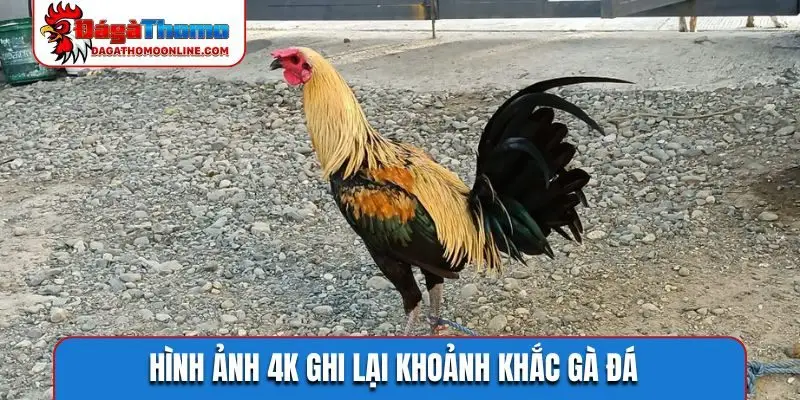 Hình ảnh 4K ghi lại khoảnh khắc gà đá