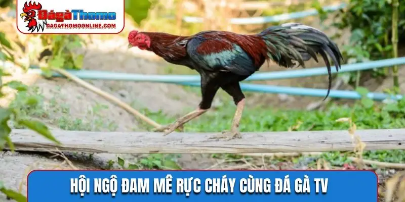 Hội ngộ đam mê rực cháy cùng đá gà TV