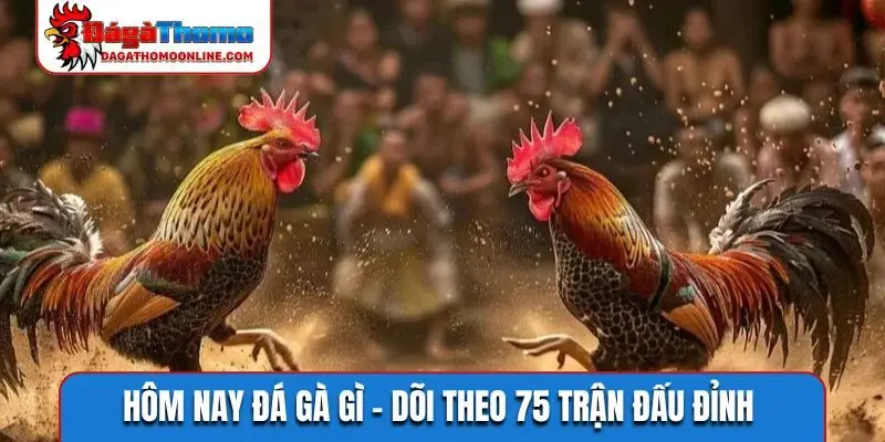 Hôm nay đá gà gì