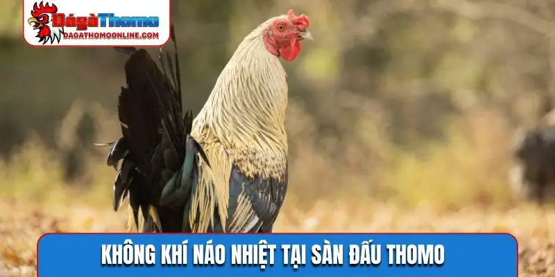 Không khí náo nhiệt tại sàn đấu Thomo