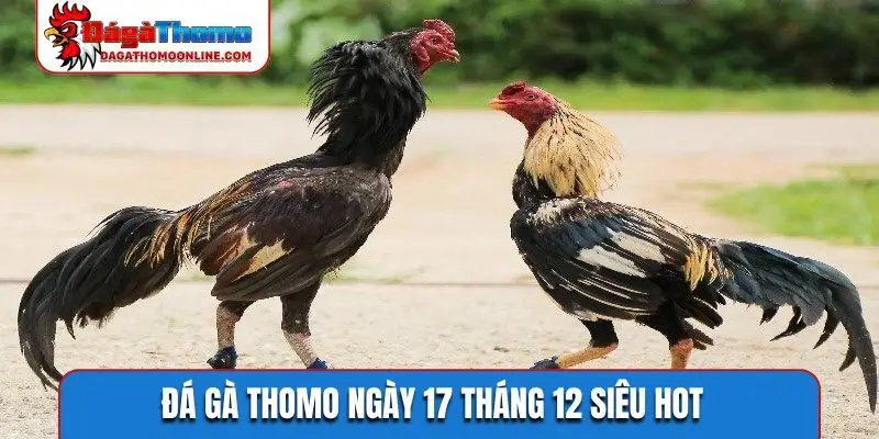 Kỷ lục gà chiến hạ gục đối thủ 45 giây