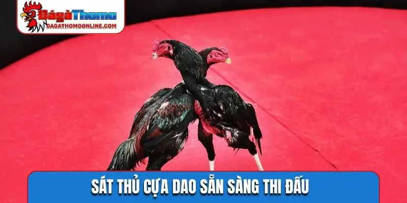 Sát thủ cựa dao sẵn sàng thi đấu