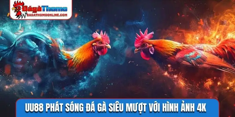 UU88 phát sóng đá gà siêu mượt với hình ảnh 4K